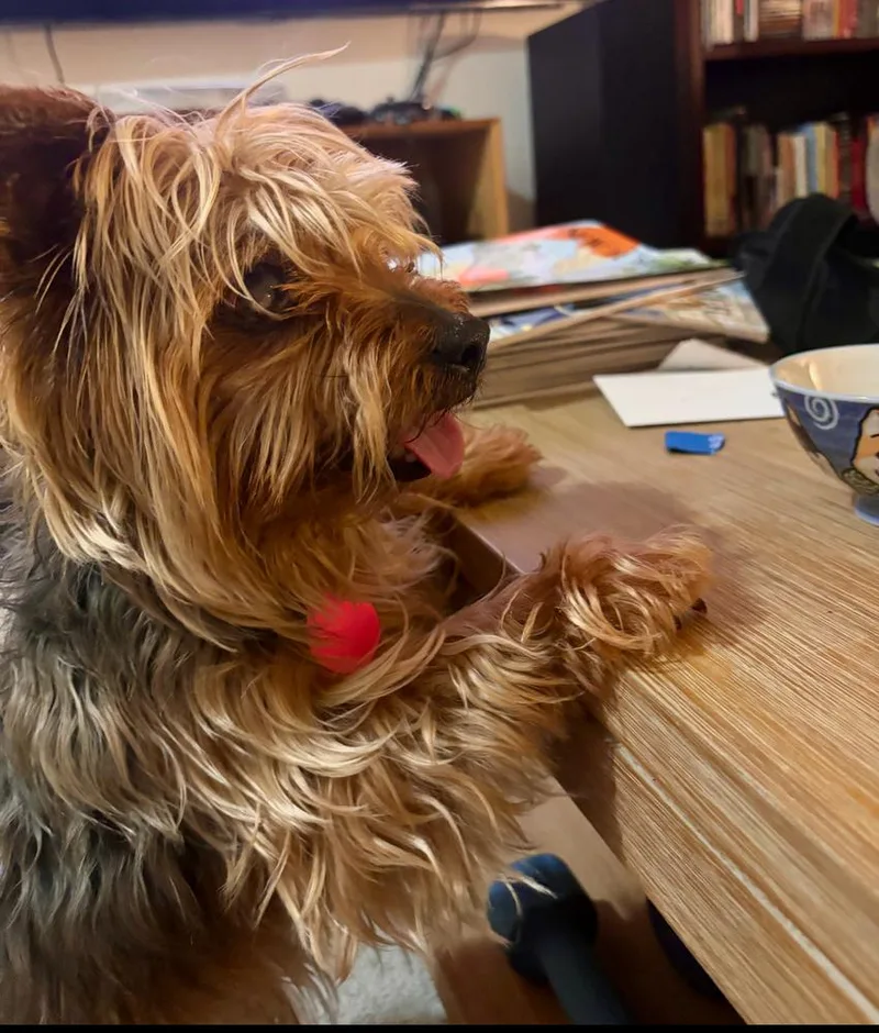 An adult small-sized female Australian Terrier dog named Charnay for adoption in Portland, OR