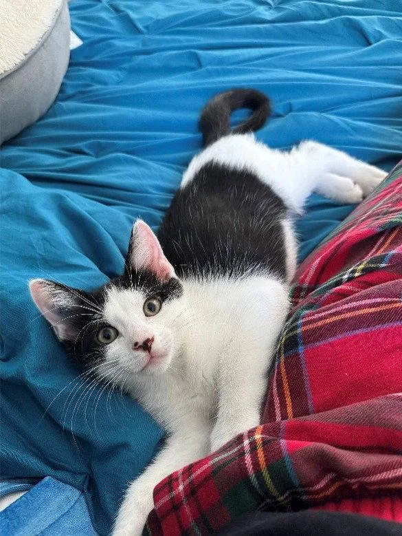 A baby medium-sized male Black & White / Tuxedo Domestic Short Hair cat named Goose  Willow Grove for adoption in Greenville, DE