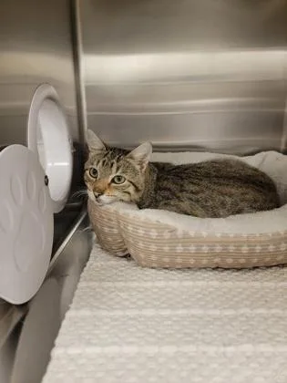 An adult medium-sized male Domestic Short Hair cat named Milo for adoption in Fergus Falls, MN