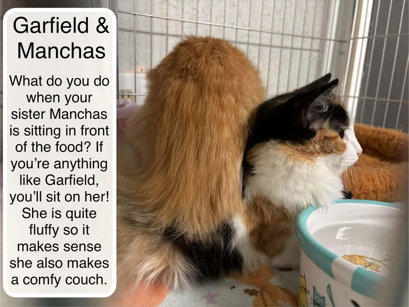 Manchas & Garfield thumbnail 2