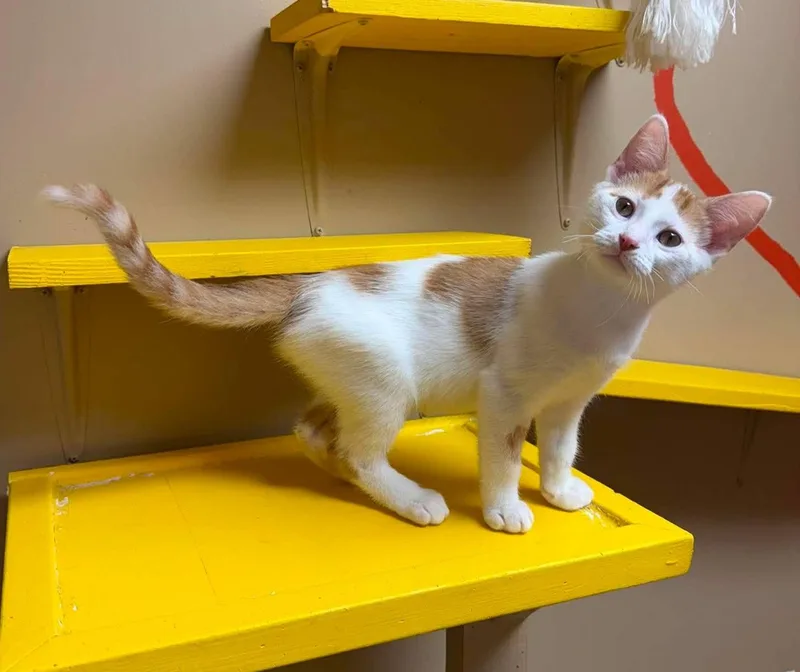 A baby medium-sized male Orange & White Domestic Short Hair cat named Little Foot for adoption in Maryville, MO