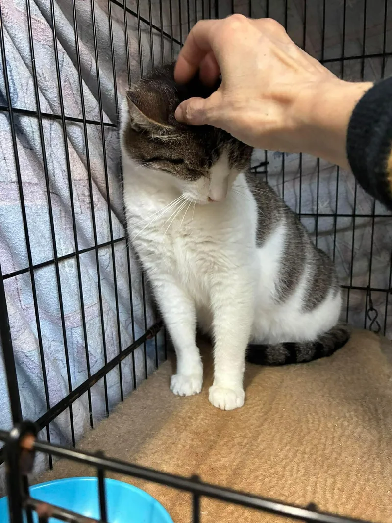 An adult medium-sized female Tabby (Brown / Chocolate) Domestic Short Hair cat named Ramona for adoption in Lake Hopatcong, NJ