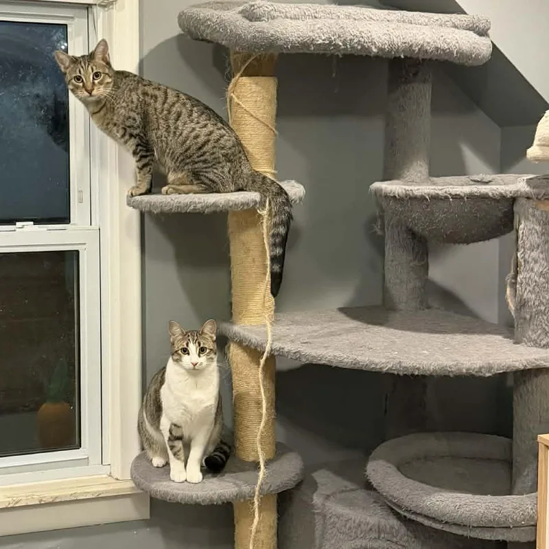 Tamarind thumbnail 3