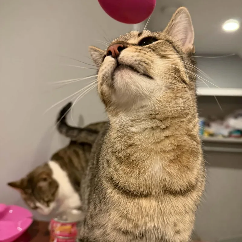 Tamarind thumbnail 6