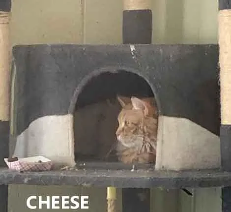 Cheese