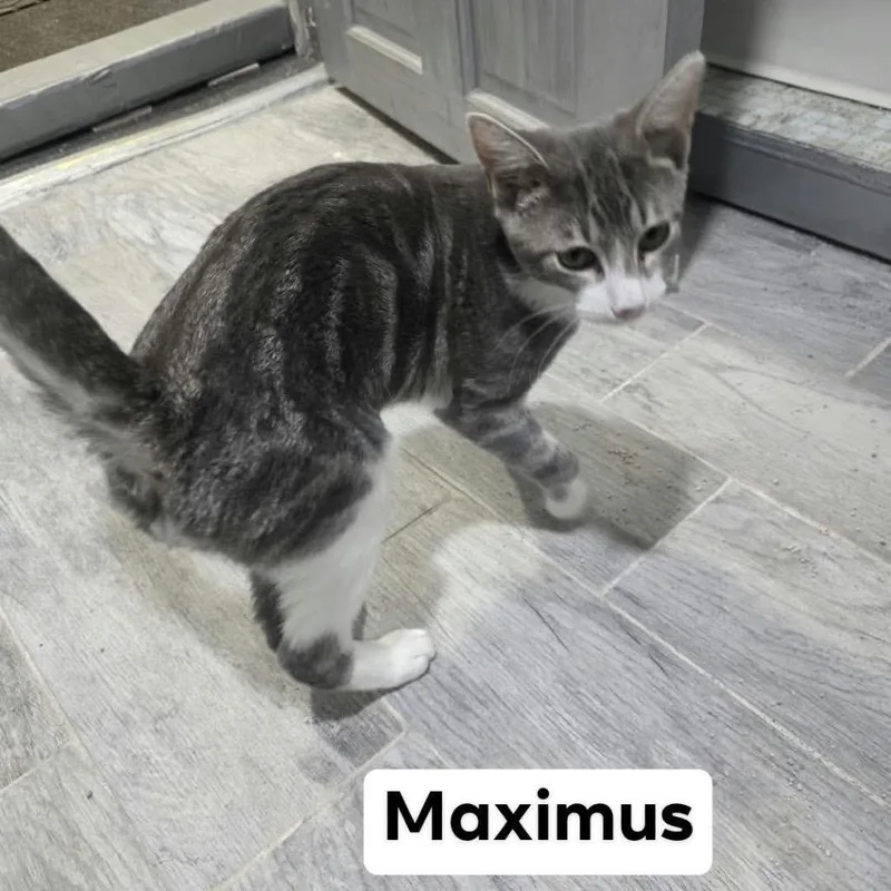 A baby medium-sized male Gray / Blue / Silver Domestic Short Hair cat named Maximus for adoption in Middle Village, NY