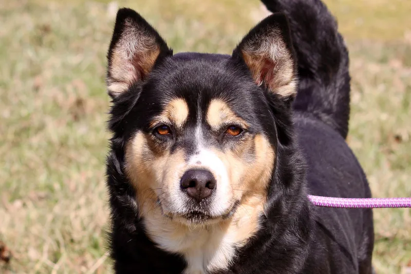 An adult large-sized female Tricolor (Brown, Black, & White) Mixed Breed dog named Ida for adoption in Brazil, IN