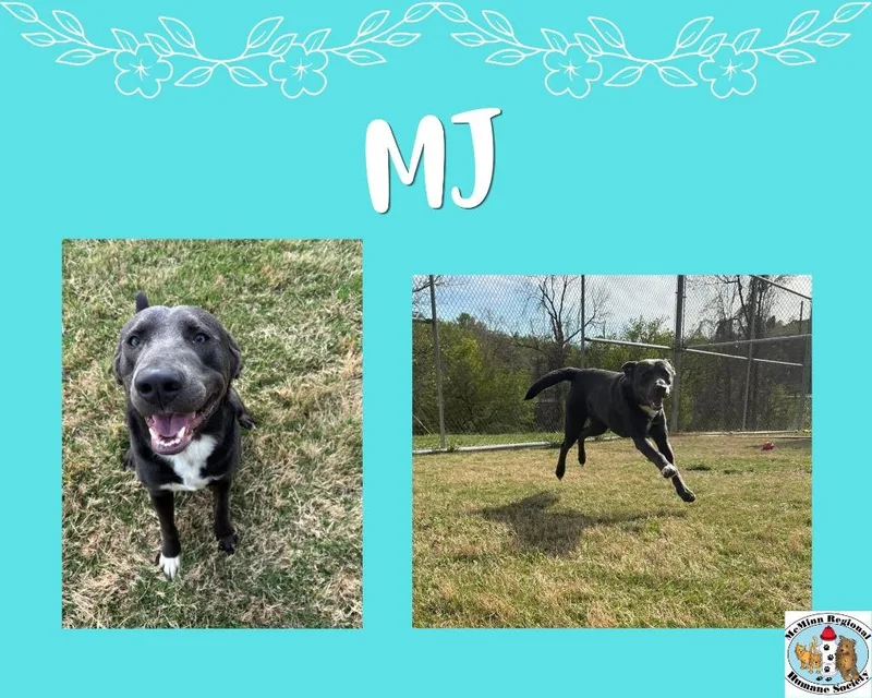 A young large-sized male Terrier dog named Mj for adoption in Athens, TN