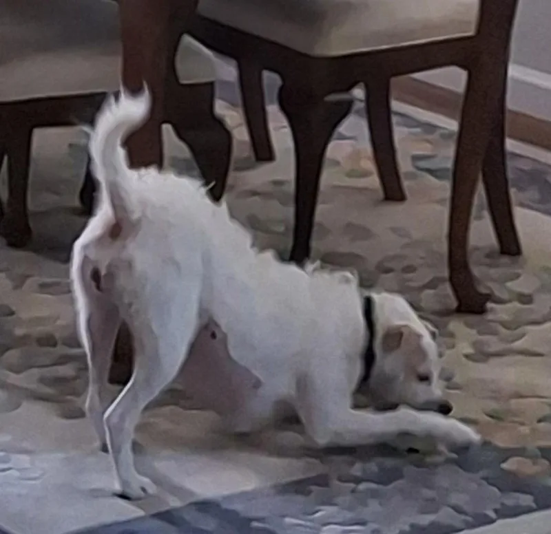 An adult small-sized female White / Cream Jack Russell Terrier dog named Penelope for adoption in Clatskanie, OR