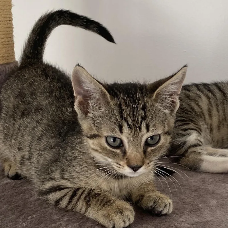 A baby small-sized female Brown / Chocolate Domestic Short Hair cat named Robin for adoption in Baltimore, MD