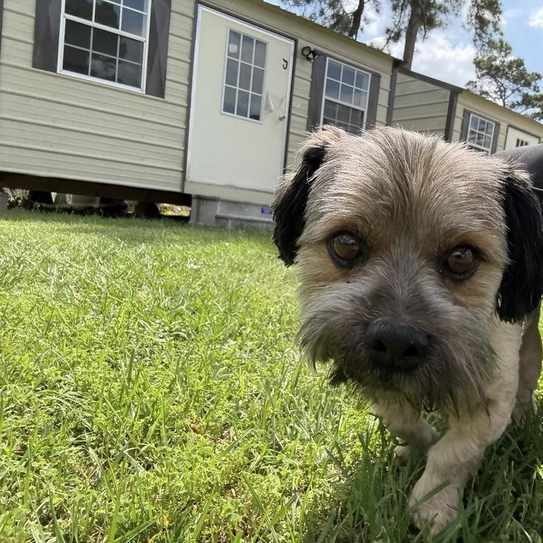 Jack Jack thumbnail 2