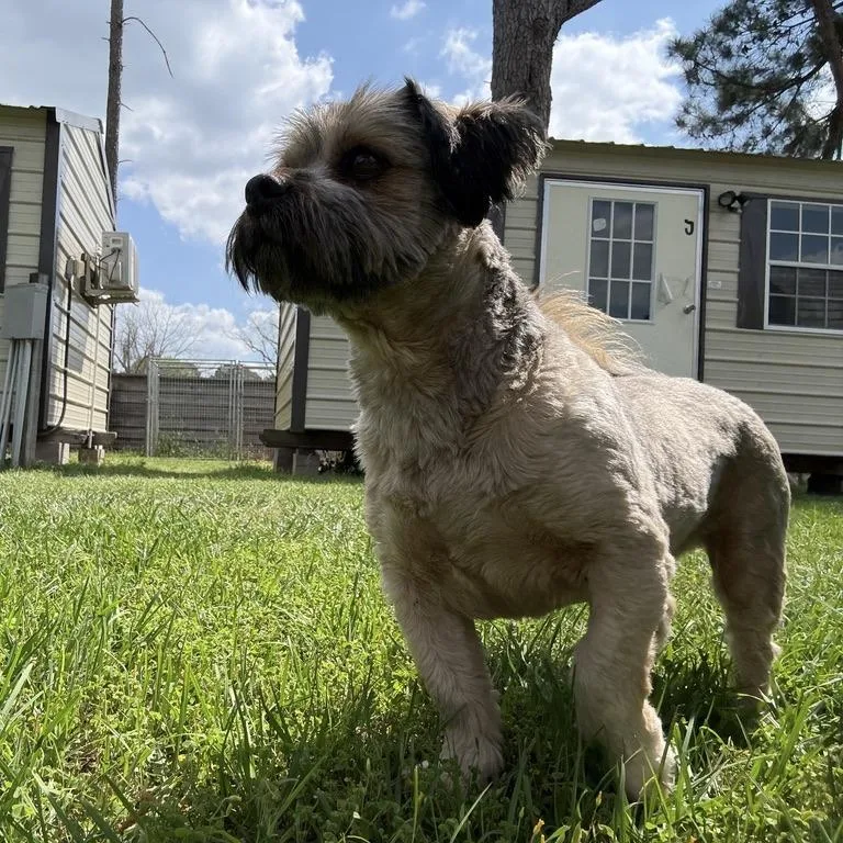 Jack Jack thumbnail 4