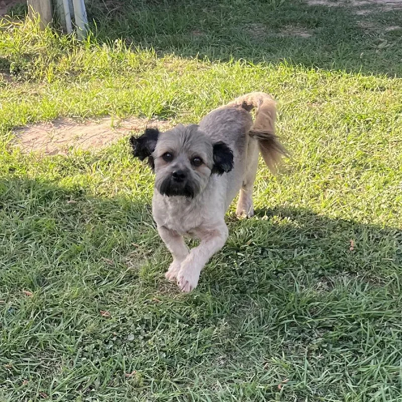 Jack Jack thumbnail 6