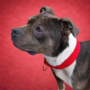 A young medium-sized male Pit Bull Terrier dog named Enzo for adoption in Long Beach, WA