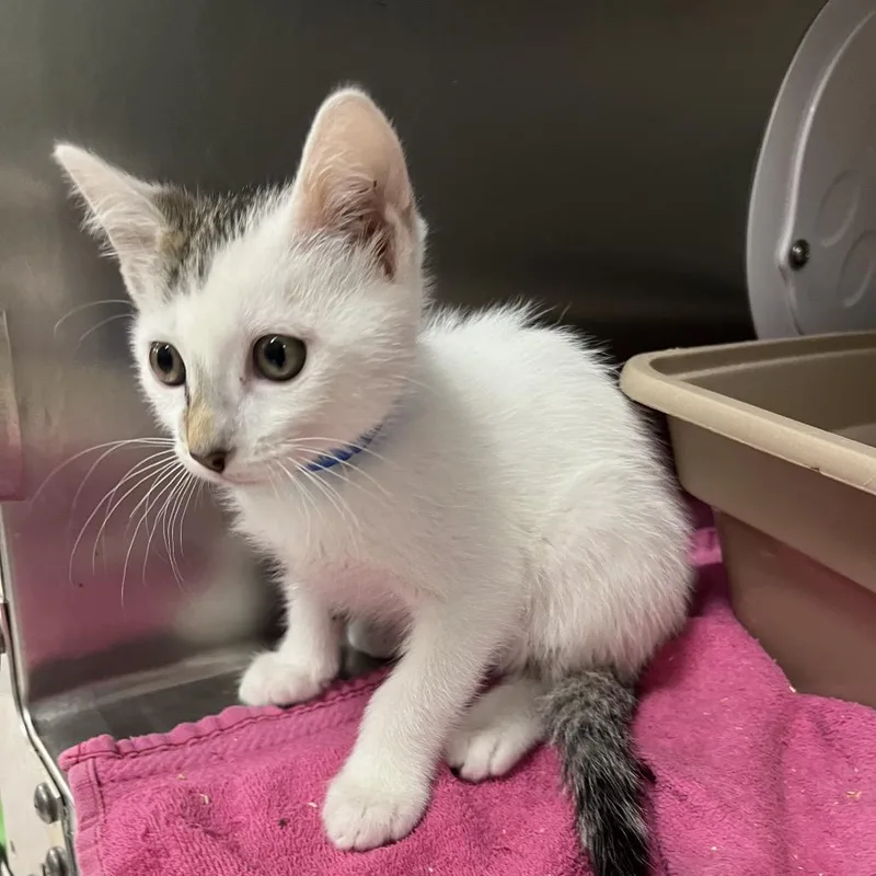 A baby small-sized male White Domestic Short Hair cat named Thomas for adoption in Lakeland, FL
