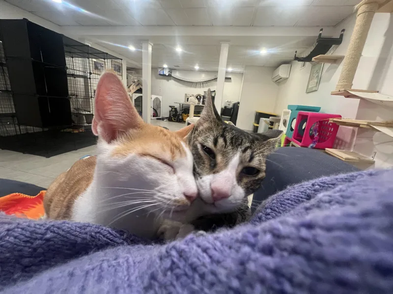 A baby medium-sized male Orange & White Domestic Short Hair cat named Ginger and Ziggy for adoption in Wellesley, MA