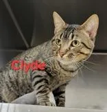 A young medium-sized male Gray / Blue / Silver Domestic Short Hair cat named Clyde for adoption in Moline, IL