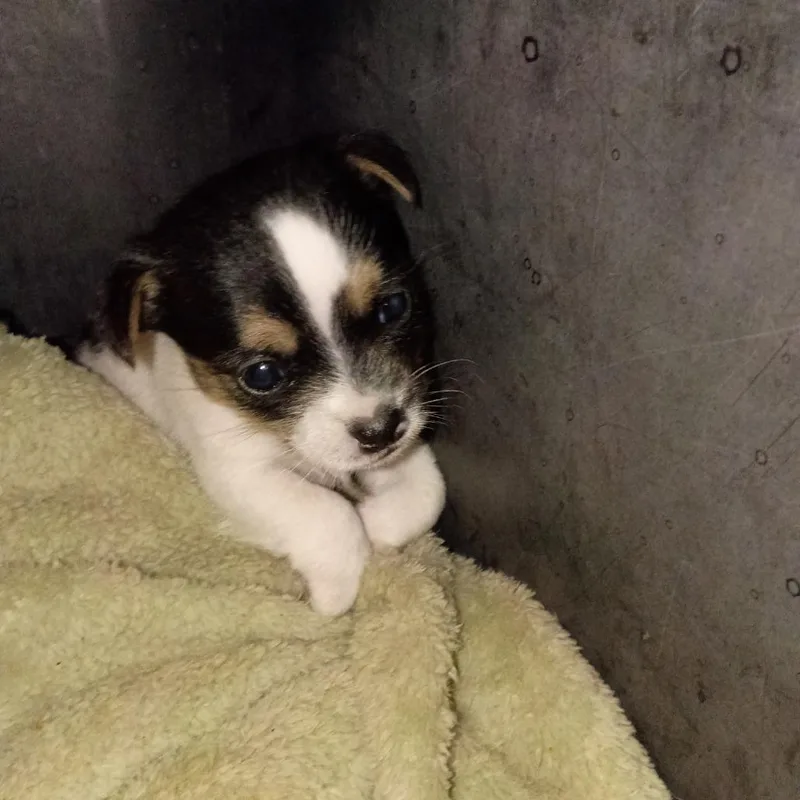 A baby small-sized female White / Cream Chihuahua dog named Carmel for adoption in Montgomery, TX