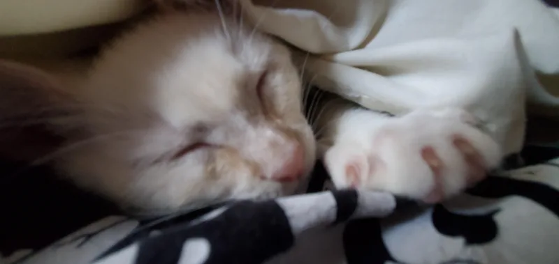 A baby medium-sized female Buff & White Domestic Short Hair cat named Jessica Day for adoption in Denver, CO