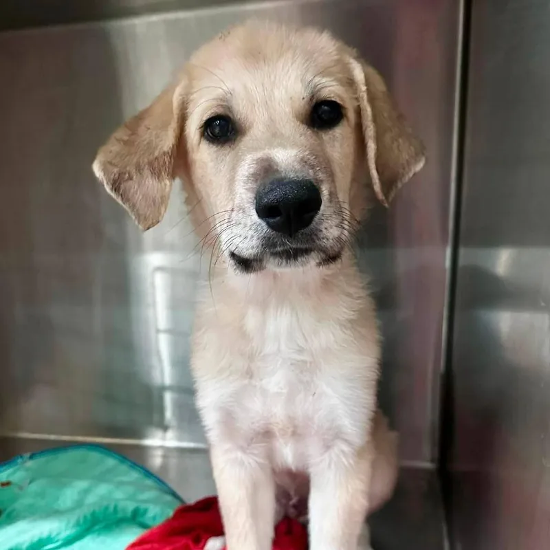 A baby large-sized male Yellow / Tan / Blond / Fawn Mixed Breed dog named Everest for adoption in Park Falls, WI