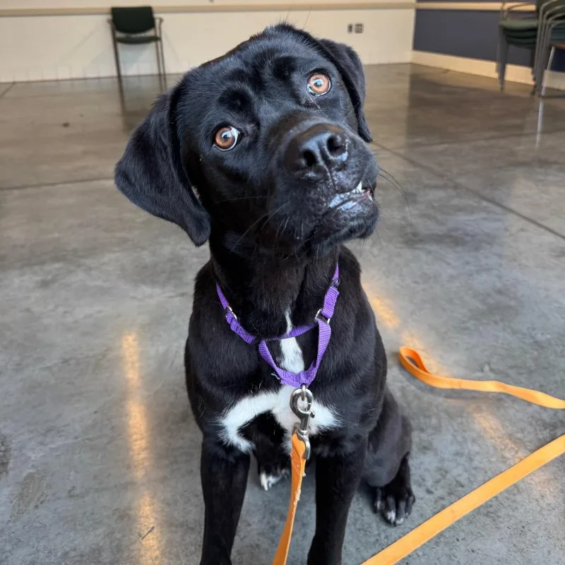 A young large-sized female Mixed Breed dog named Panther for adoption in Pittsburgh, PA