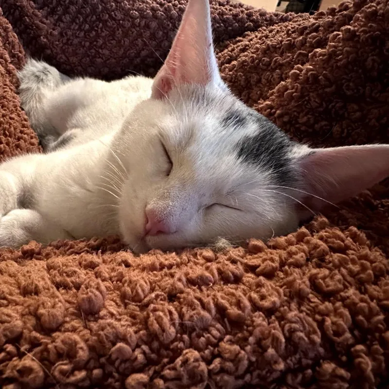 Purrincess Piper thumbnail 2