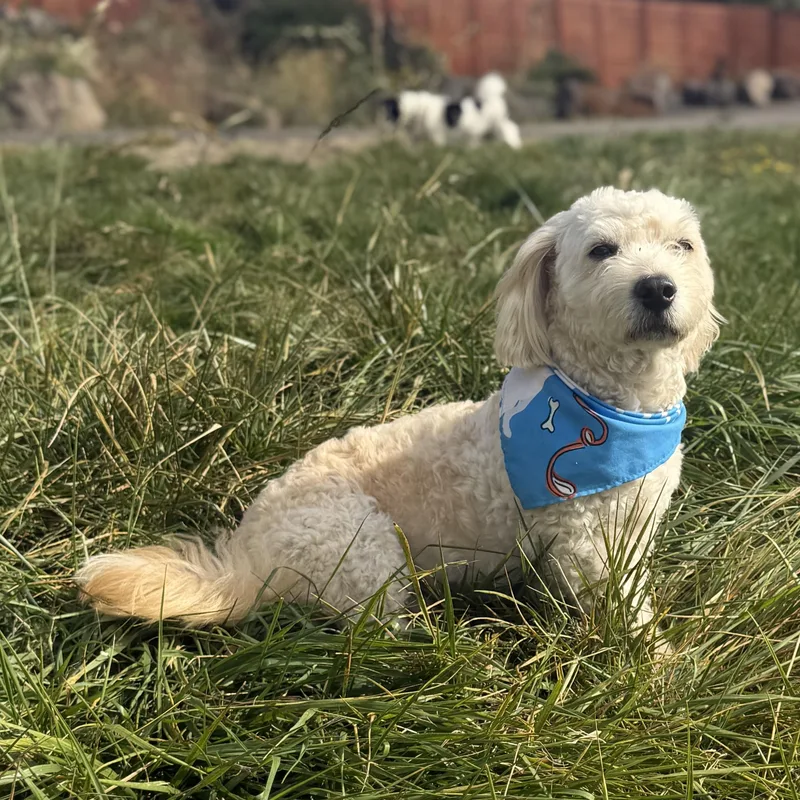 A young small-sized male Miniature Poodle dog named Mr. Wonderful Buster for adoption in Ridgefield, WA