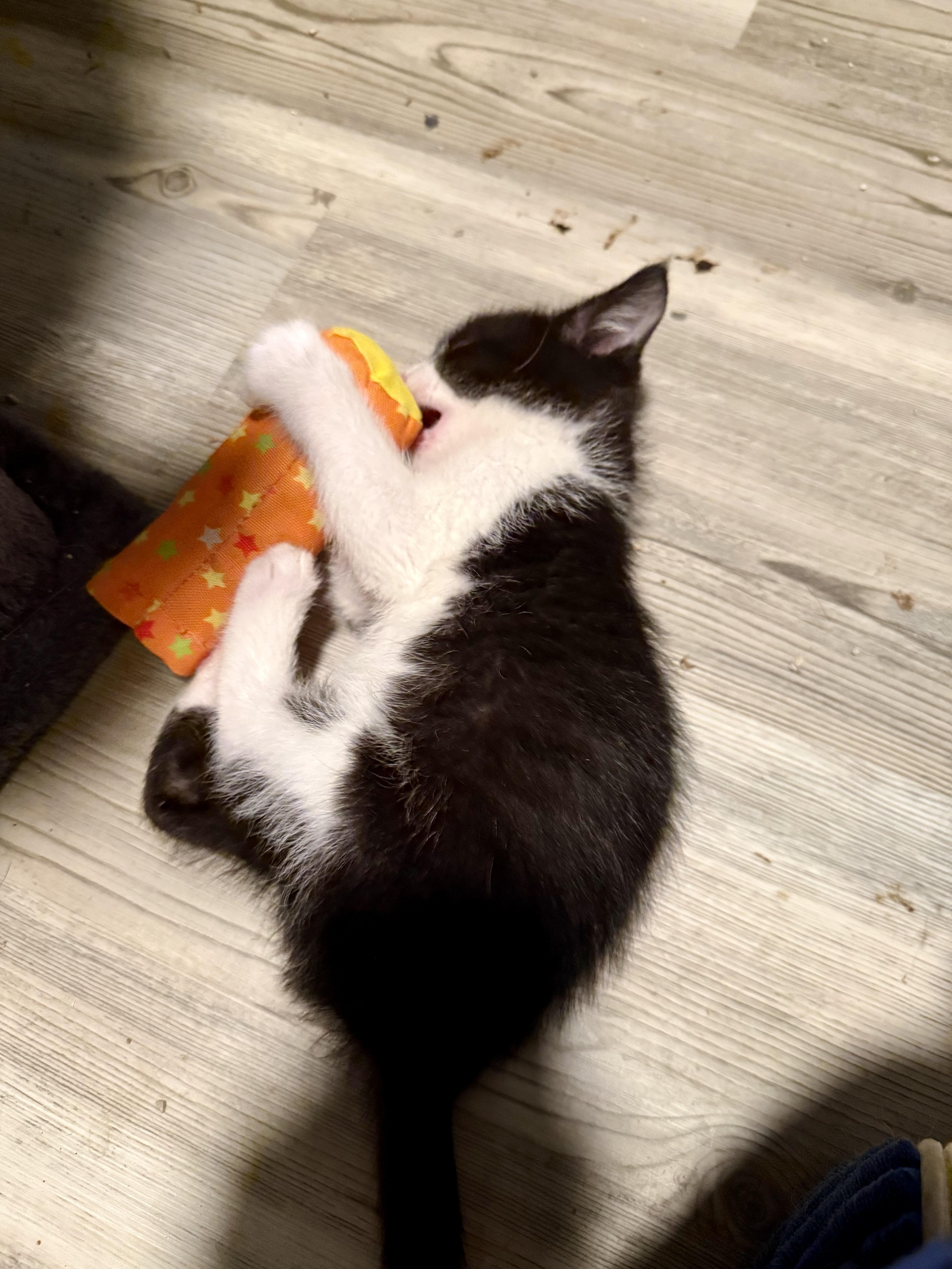 A baby medium-sized male Black & White / Tuxedo Domestic Short Hair cat named Rollo for adoption in Salt Lake City, UT