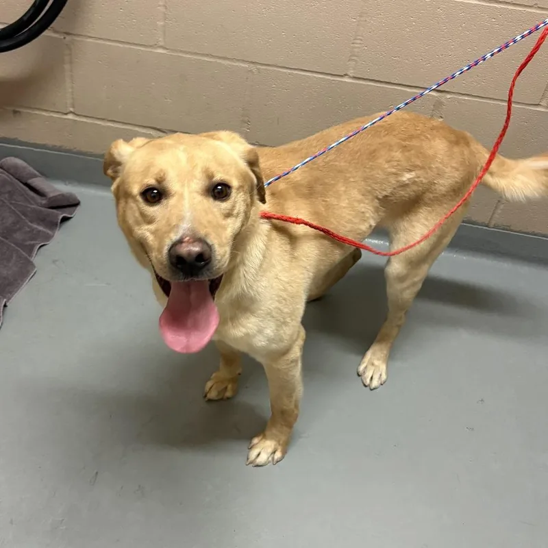 An adult medium-sized male Golden Labrador Retriever dog named Maverick for adoption in Tacoma, WA