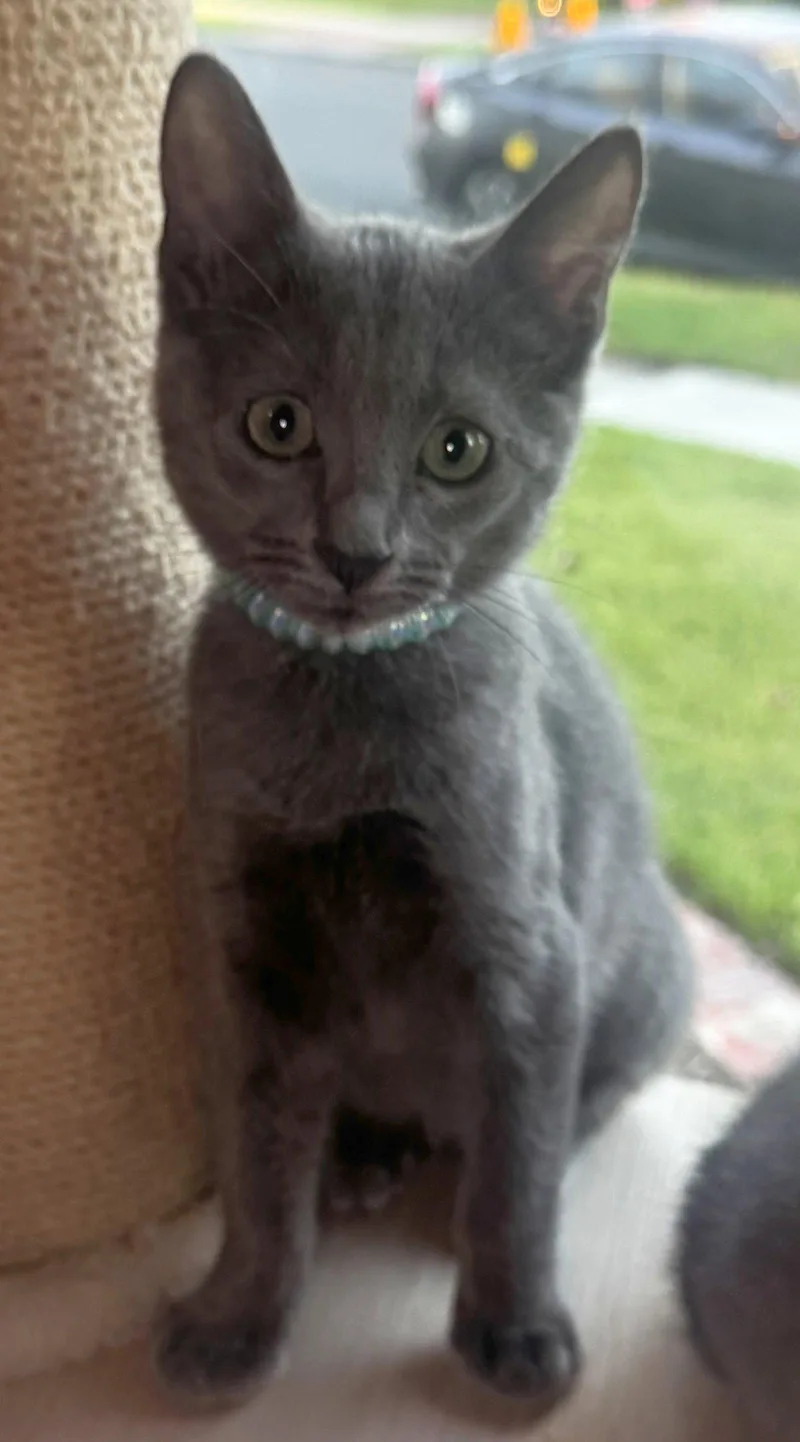 A young medium-sized female Gray / Blue / Silver Domestic Short Hair cat named Azalea for adoption in Seal Beach, CA