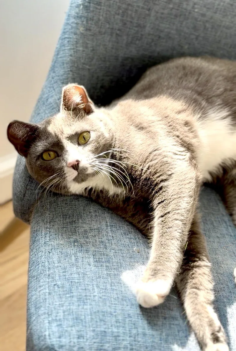 An adult medium-sized female Gray & White Domestic Short Hair cat named Lolli Survivor for adoption in West Haven, CT