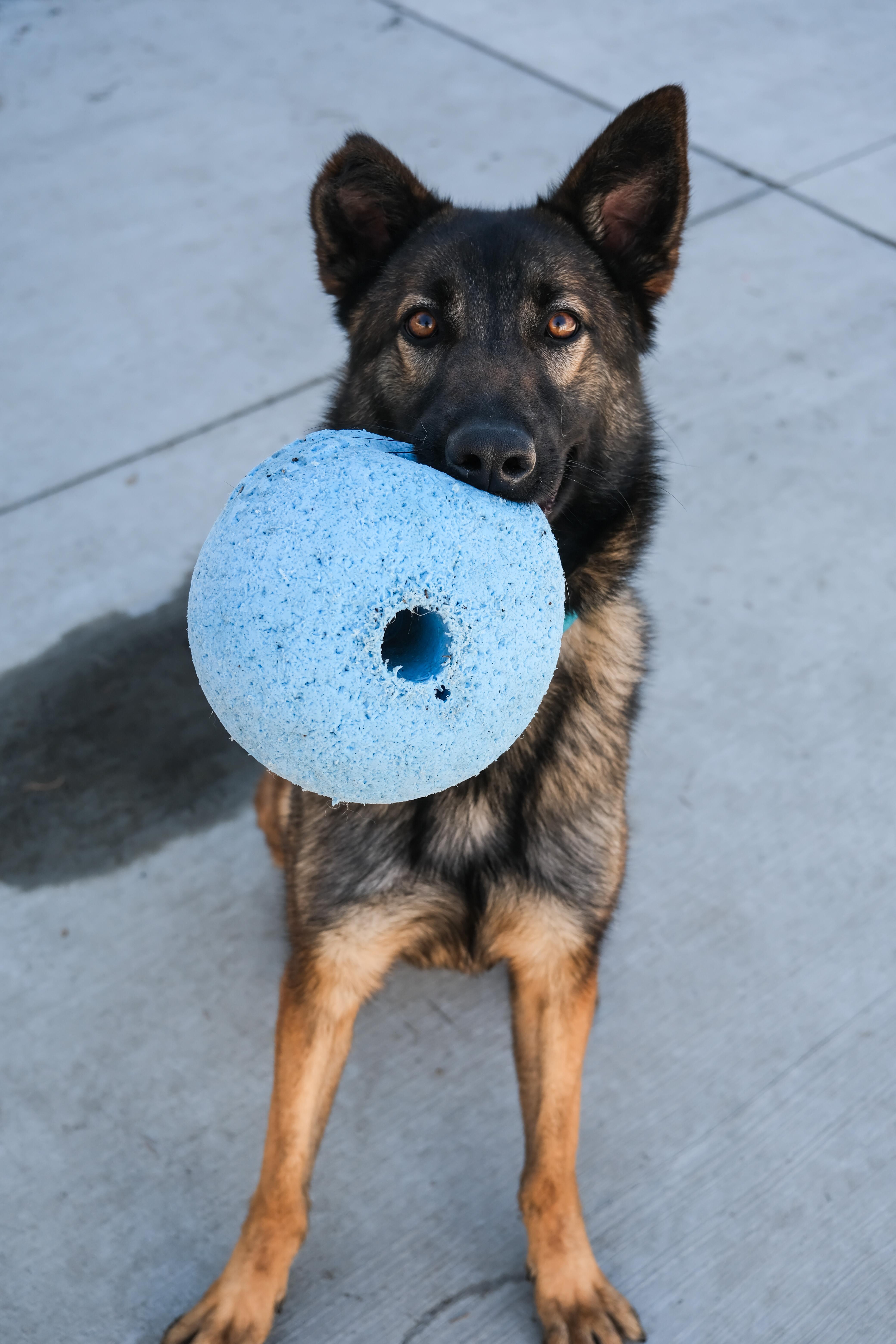 A young medium-sized female Black German Shepherd Dog dog named Willow for adoption in Newport Beach, CA