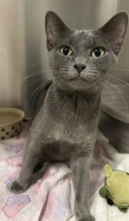 An adult small-sized female Domestic Short Hair cat named Rambutan for adoption in Phoenix, AZ