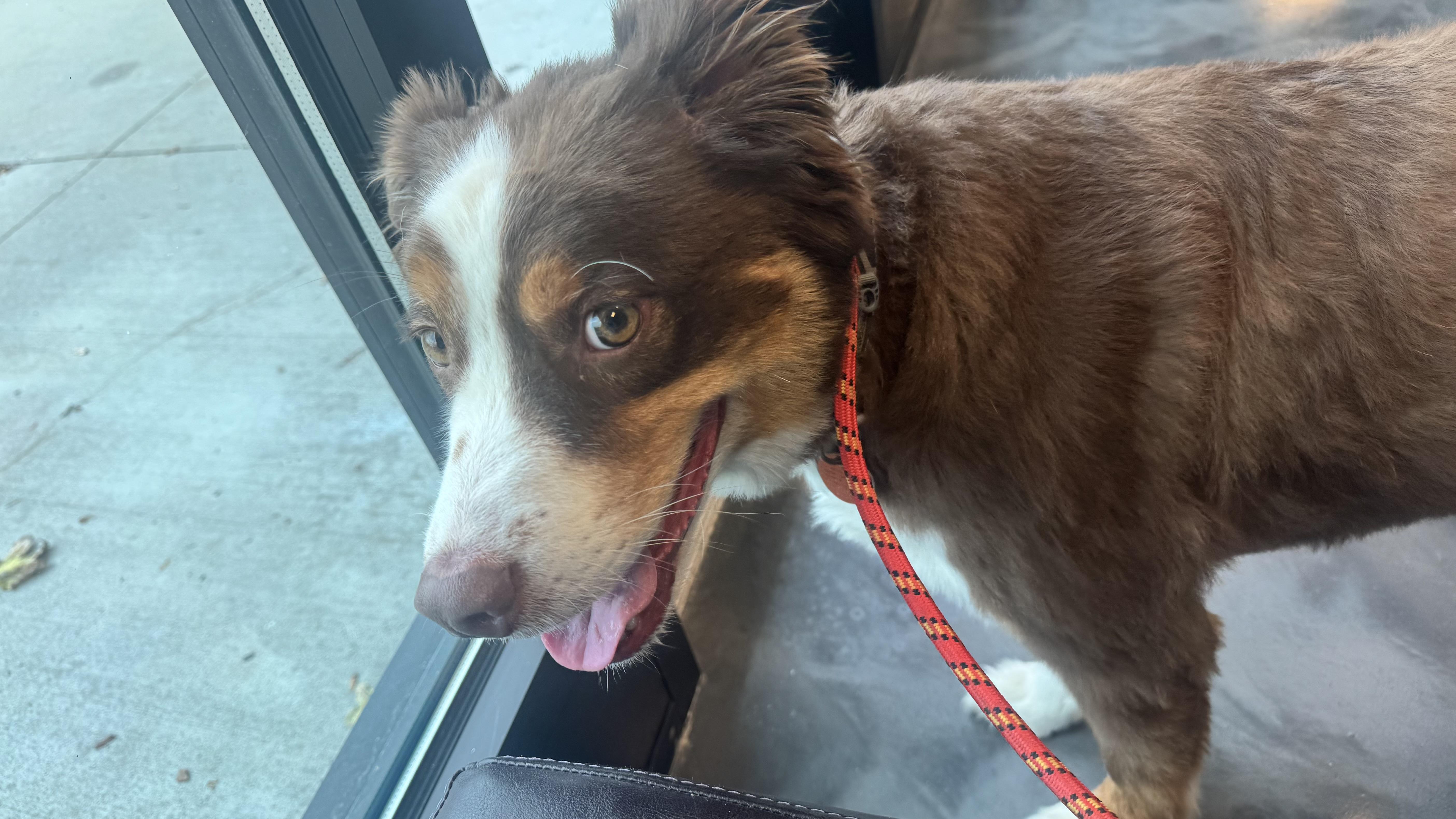 An adult medium-sized male Australian Shepherd dog named Zuko for adoption in Louisburg, KS