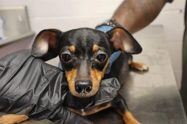 A young small-sized female Mixed Breed dog named Martha for adoption in Columbia, SC