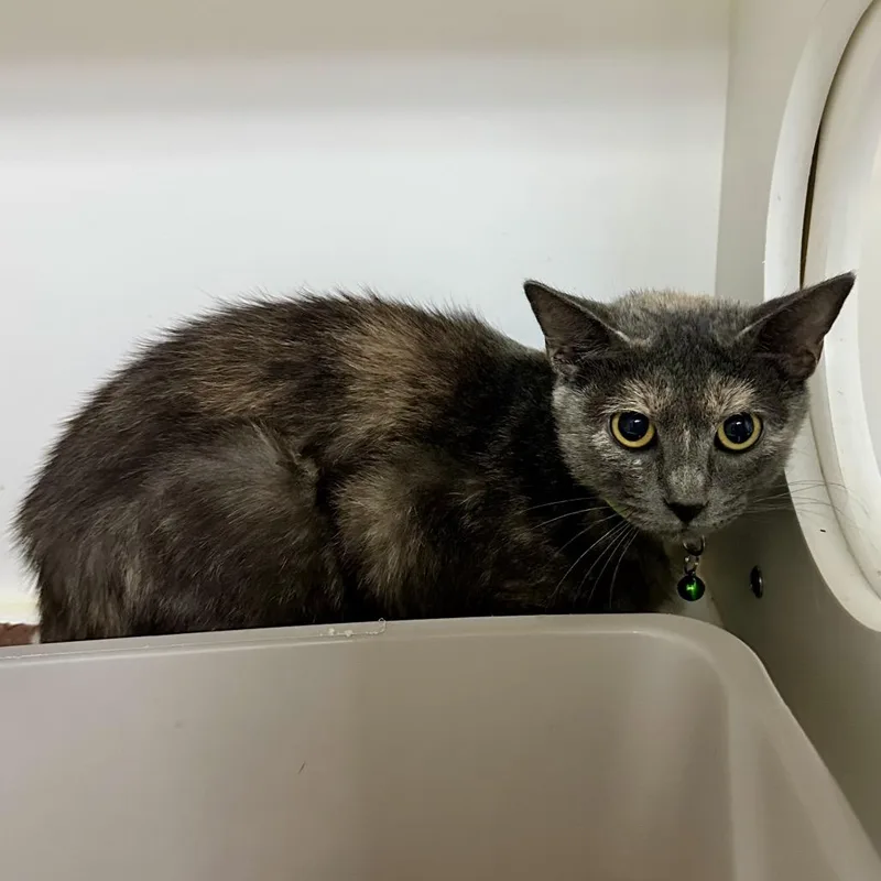 A young medium-sized female Tortoiseshell Domestic Medium Hair cat named Hettie CI for adoption in Union, MO