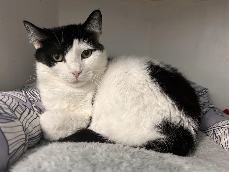 A young medium-sized female White Domestic Short Hair cat named Kat for adoption in Grand Rapids, MI