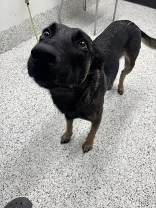 An adult medium-sized female Belgian Shepherd / Malinois dog named Mallory for adoption in Atlanta, GA