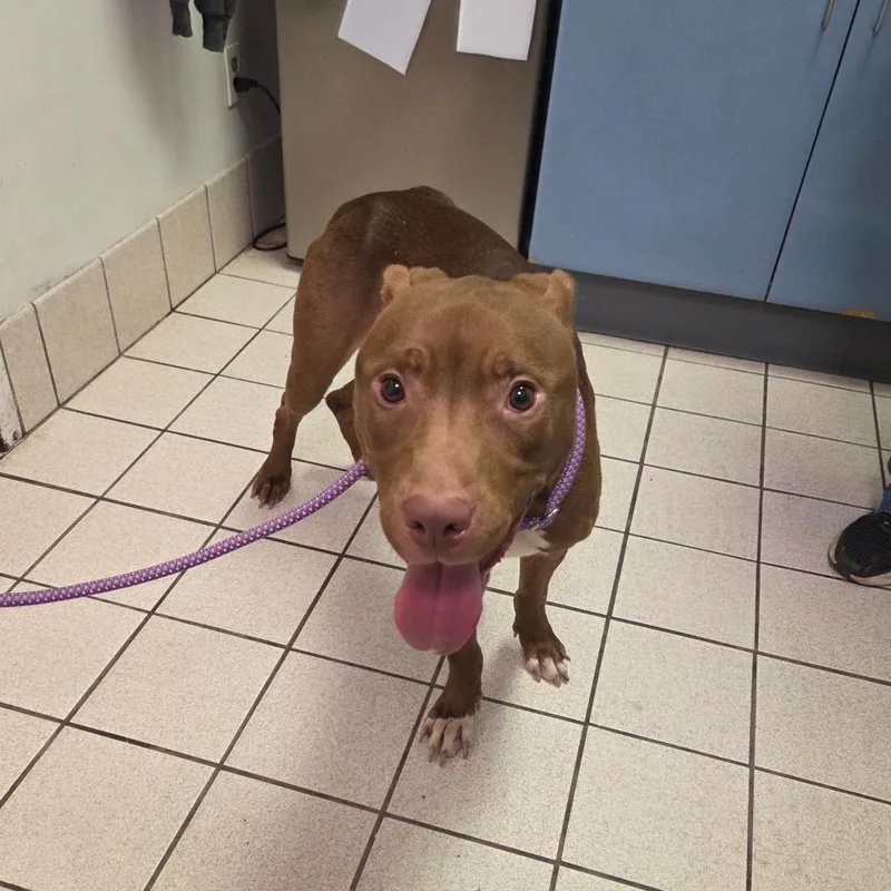 A young medium-sized male Brown / Chocolate Mixed Breed dog named Boeing for adoption in Charleston, WV