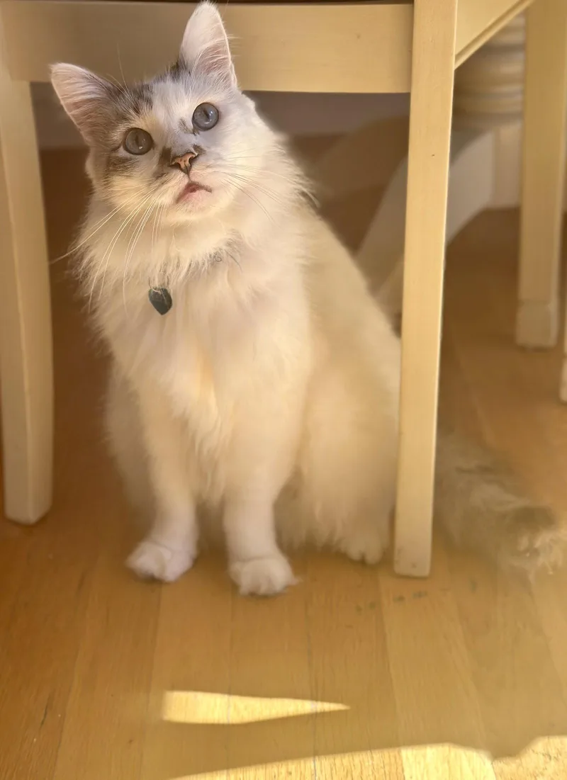 An adult medium-sized male Ragdoll cat named Marshmallow Ragdoll for adoption in Long Beach, CA