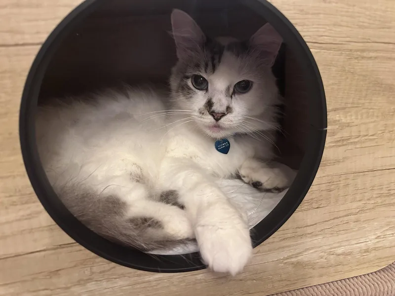 Marshmallow Ragdoll thumbnail 2