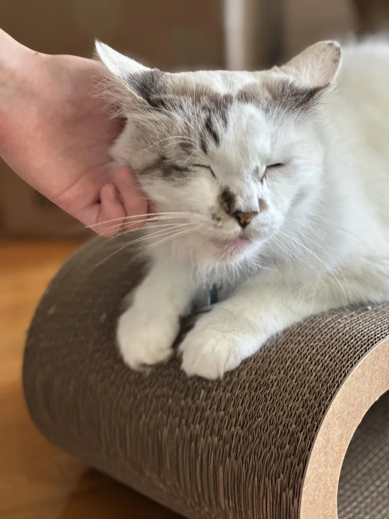 Marshmallow Ragdoll thumbnail 3