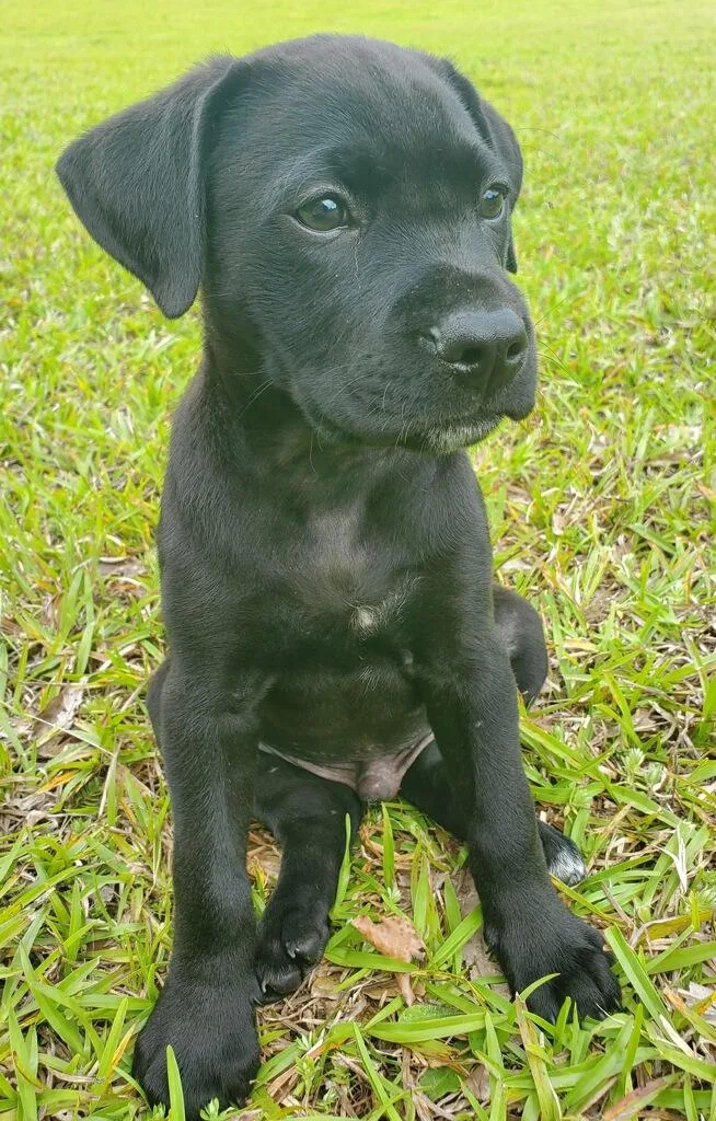 A baby medium-sized male Black Mixed Breed dog named Peeta for adoption in Powell, TN