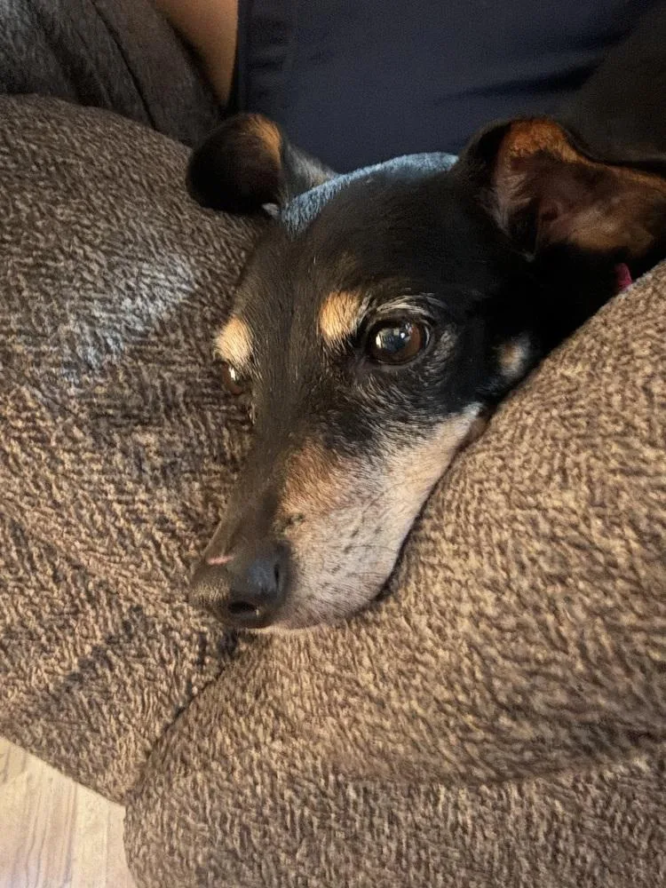 A senior small-sized female Tricolor (Brown, Black, & White) Dachshund dog named Flower for adoption in Plymouth, MI