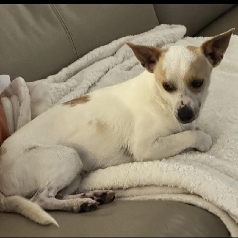 An adult small-sized male White / Cream Chihuahua dog named Monaco for adoption in Las Vegas, NV