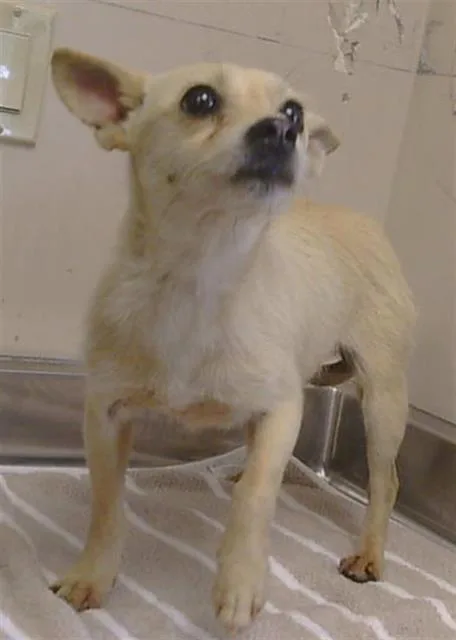 An adult small-sized female Chihuahua dog named Gordita for adoption in Sacramento, CA