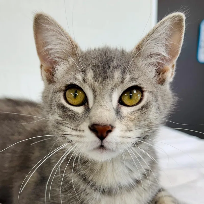 A baby small-sized female Gray / Blue / Silver Domestic Short Hair cat named Tigress for adoption in Lebanon, MO