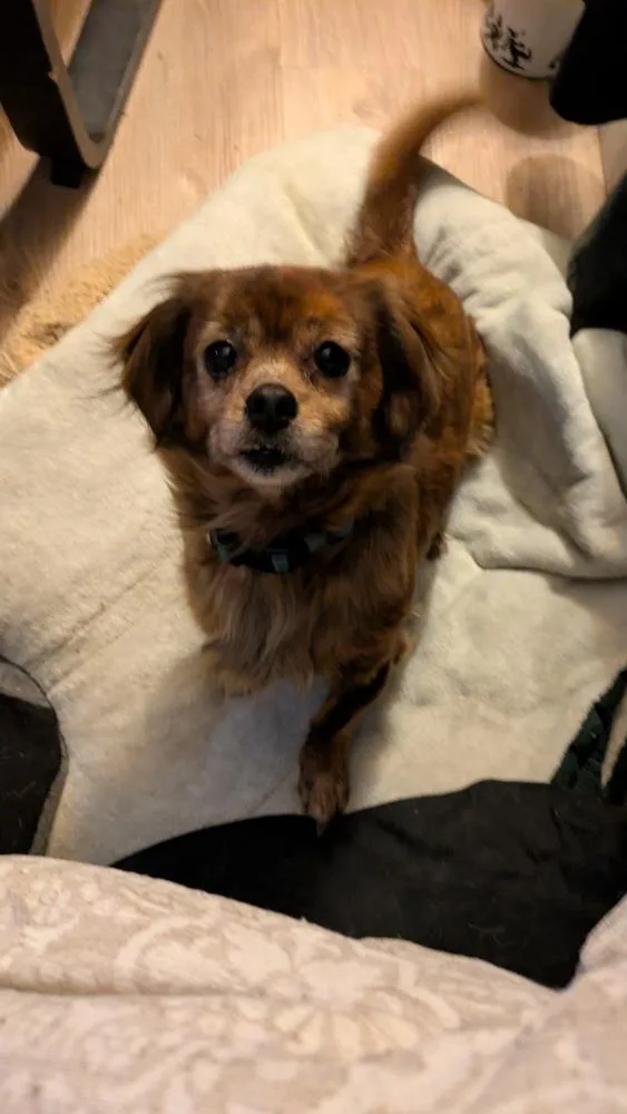 An adult small-sized female Brindle Dachshund dog named Ethel for adoption in Plymouth, MI
