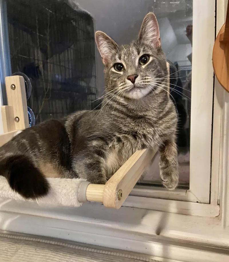 A young medium-sized male Tabby (Gray / Blue / Silver) American Shorthair cat named Bonded Brothers Howl And for adoption in Staten Island, NY