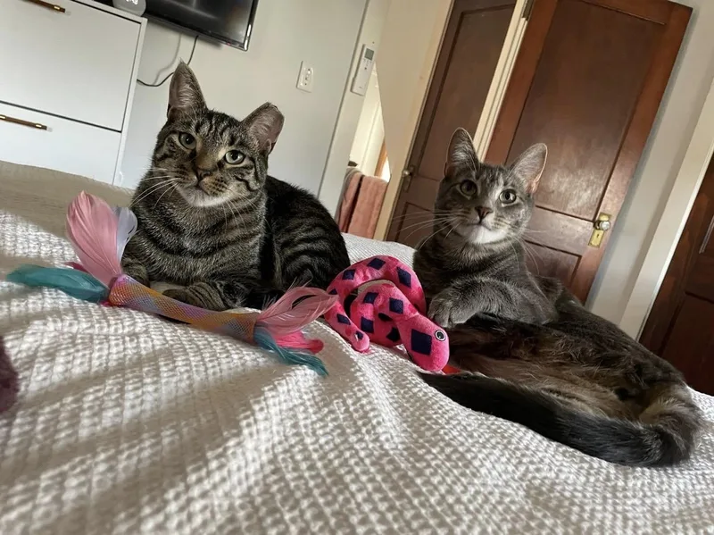 Bonded Brothers Howl And thumbnail 3